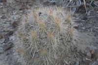 pa_590_echinocereus_stramineus.jpg
