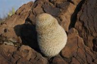 pa_591_mammillaria_lasiacantha.jpg