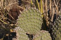 pa_592_opuntia_sp..jpg