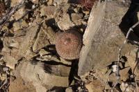 pa_593_epithelantha_greggii.jpg