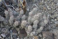 pa_595_micropuntia_sp..jpg