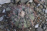 pa_596_echinocactus_horizonthalonius.jpg