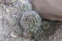 pa_597_coryphantha_sp..jpg