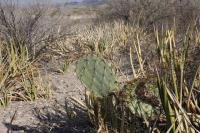 pa_599_opuntia_sp..jpg