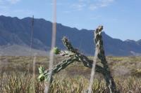 pa_600_cylindropuntia_imbricata.jpg