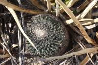 pa_601_mammillaria_heyderi.jpg