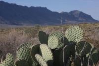 pa_603_opuntia_sp..jpg