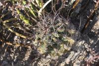 pa_604_hamatocactus_hamatacanthus.jpg