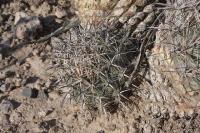 pa_605_coryphantha_sp..jpg
