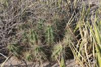 pa_606_echinocereus_enneacanthus.jpg