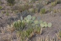 pa_607_opuntia_sp..jpg
