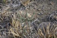 pa_608_cylindropuntia_leptocaulis.jpg