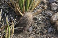 pa_609_thelocactus_bicolor.jpg