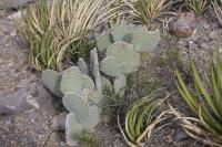 pa_610_opuntia_sp..jpg