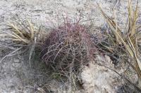 pa_612_hamatocactus_hamatacanthus.jpg