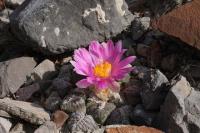 pa_613_ariocarpus_fissuratus_var._intermedius.jpg