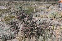 pa_614_cylindropuntia_imbricata.jpg