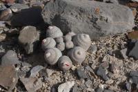 pa_615_epithelantha_greggii.jpg