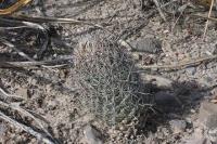 pa_616_coryphantha_sp..jpg