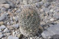 pa_617_coryphantha_sp..jpg