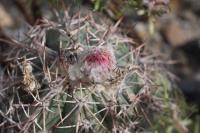 pa_618_echinocactus_horizonthalonius.jpg
