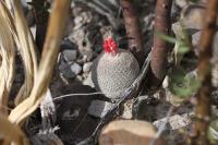 pa_619_epithelantha_micromeris.jpg