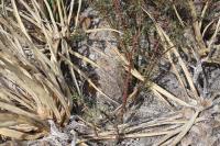 pa_620_thelocactus_bicolor.jpg
