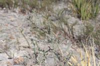 pa_621_cylindropuntia_leptocaulis.jpg