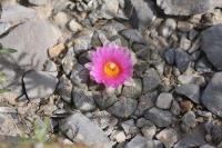 pa_622_ariocarpus_fissuratus_var._lloydii.jpg