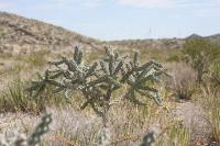 pa_623_cylindropuntia_imbricata.jpg