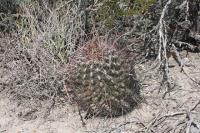 pa_624_hamatocactus_hamatacanthus.jpg