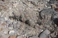 pa_625_micropuntia_sp..jpg