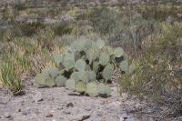 pa_627_opuntia_sp..jpg