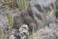 pa_628_hamatocactus_hamatacanthus.jpg