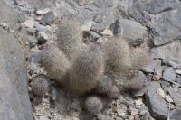 pa_629_mammillaria_pottsii.jpg