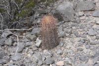 pa_630_thelocactus_bicolor.jpg