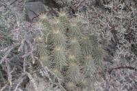pa_631_echinocereus_stramineus.jpg