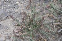 pa_632_cylindropuntia_kleiniae.jpg