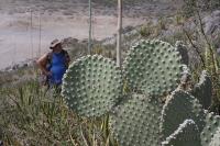 pa_635_opuntia_sp..jpg