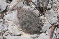 pa_636_astrophytum_senile.jpg