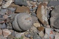 pa_637_epithelantha_greggii.jpg