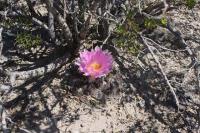 pa_638_ariocarpus_fissuratus_var._intermedius.jpg