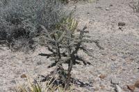 pa_639_cylindropuntia_imbricata.jpg