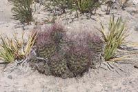 pa_642_hamatocactus_hamatacanthus.jpg
