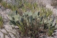 pa_643_opuntia_sp..jpg