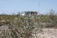 pa_644_cylindropuntia_kleiniae.jpg