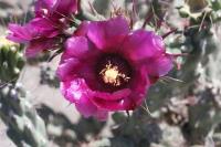 pa_645_cylindropuntia_imbricata.jpg