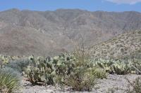 pa_646_opuntia_sp..jpg