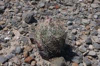 pa_647_echinocactus_horizonthalonius.jpg