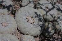 pa_648_lophophora_fricii.jpg